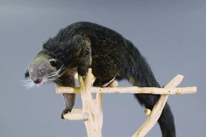 Sinh vật giống con lai giữa ba loài