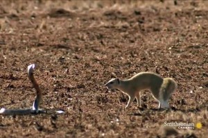 Cầy mangut giúp sóc đối phó với rắn hổ mang