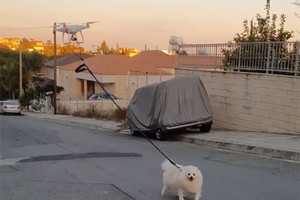 Chó Oliver trông vô cùng phấn khởi khi đươc ra ngoài đường.