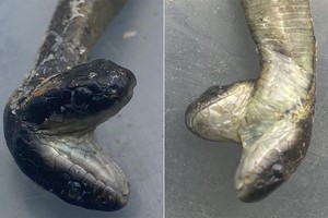 Rắn con hai đầu chào đời trong bao tải. Ảnh: UPI.