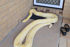 Trăn bạch tạng 5 m chắn trước cửa nhà dân