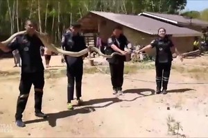 Hổ mang chúa dài gần 5 m lẻn vào bếp