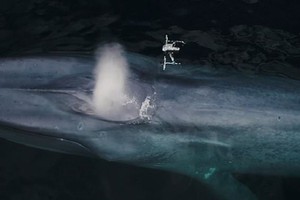 Cá voi xanh phun nước khiến drone chao đảo