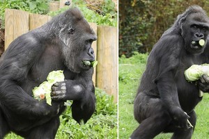 Bắt chước con người, khỉ đột cũng dự trữ lương thực mùa dịch bệnh