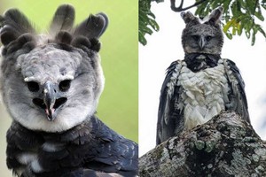 Loài đại bàng đặt tên theo nữ quái thần thoại Hy Lạp