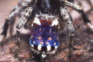 Loại nhện Maratus constellatus.