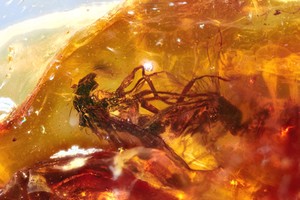 Đôi ruồi chết kẹt cùng nhau 40 triệu năm