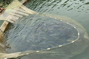 Cá hồi tại trang trại nhà anh Sỹ ở Sa Pa đến lứa thu hoạch nhưng không có người hỏi mua. Ảnh: Nhân vật cung cấp.