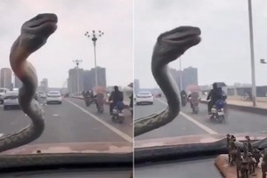 Rắn bò lên kính ôtô đang chạy