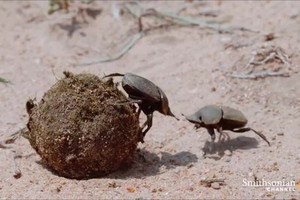 Bọ hung bị thương đánh bại 'kẻ cướp'