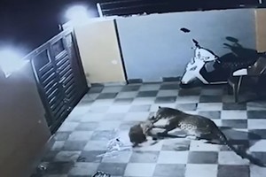 Báo hoa mai trèo tường vào nhà dân vồ chó