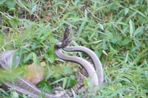 Đôi hổ mang chúa giao phối trong bụi cỏ