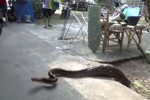 Trăn 4 m nấp trên mái nhà sau khi nuốt chửng mèo