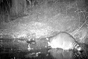 Cá sấu mẹ chồm lên dọa gấu mèo