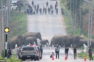 Đàn voi hoang dã đủ mọi lứa tuổi, kích cỡ đi bộ lững thững băng qua đường cao tốc. Ảnh: ViralPress.