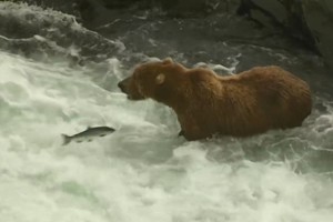 Loài gấu có thể ăn 45 kg cá hồi một ngày