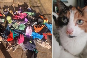 Chú mèo chuyên “canh me” trộm găng tay về tặng chủ