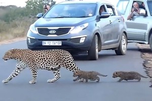 Báo hoa mai mẹ ân cần dìu con nhỏ băng qua đường