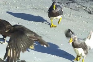 Vịt tấn công chim ưng để bảo vệ cánh cụt non