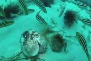 Cá nục tấn công ăn thịt bạch tuộc