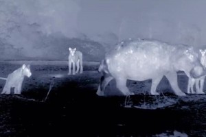 Hà mã đối đầu 14 con sư tử