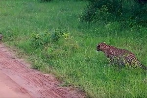 Thỏ thoát vuốt báo hoa mai trong gang tấc