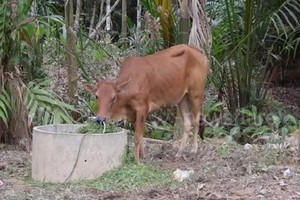 Bò thoát kiếp vào lò mổ sau 5 lần bắn không chết