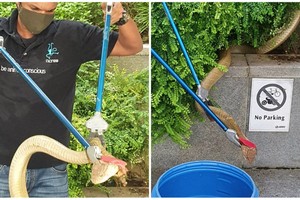 Rắn hổ mang chúa dài hơn 3 m xuất hiện giữa trung tâm dân cư đông đúc