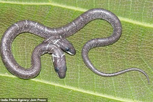 Siêu hiếm trong tự nhiên: Con rắn có hai đầu hoạt động độc lập với nhau