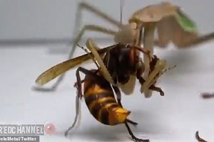 Con ong bắp cày khổng lồ châu Á gặp phải đối thủ “cứng”, bị xơi tái trong vòng 20s