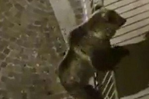 Gấu leo ban công để đột nhập vào nhà
