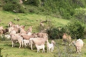 Đàn bò hợp sức đánh bại bầy kền kền