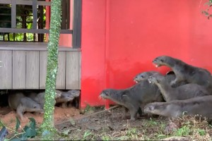 Đại chiến tranh giành lãnh thổ giữa hai đàn rái cá tại Singapore