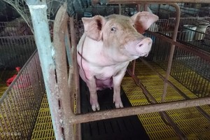 Heo hơi tại một trang trại ở Gia Lâm (Hà Nội).