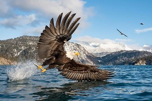 Đại bàng đầu trắng bắt cá lên khỏi mặt nước. Ảnh: Media Drum World.