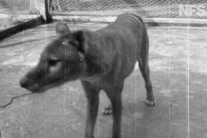 Benjamin, con hổ Tasmania cuối cùng được con người biết đến.