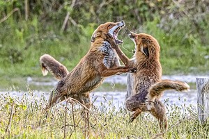 Đôi cáo đỏ há miệng khoe hàm răng sắc nhọn. Ảnh: SWNS.