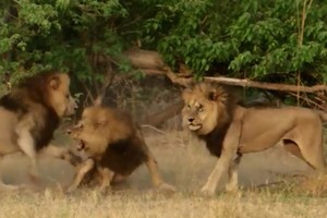 Anh em sư tử hợp lực cướp con cái