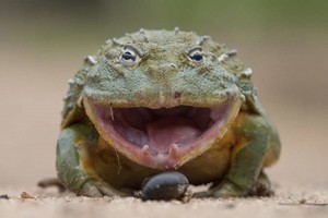 Báo hoa mai rút lui khi đối đầu ếch trâu