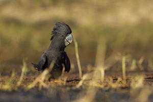 Phát hiện phân loài mới của loại vẹt nổi tiếng nhất nước Úc