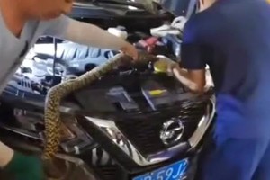 Rắn dài 2 m trốn trong khoang động cơ ôtô