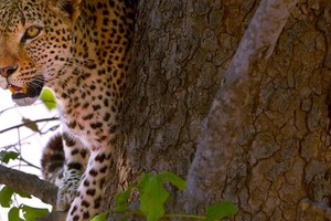 Báo cái sợ hãi để mặc con đực cướp mồi