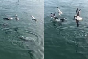 Mòng biển đua nhau tranh cá với hải cẩu