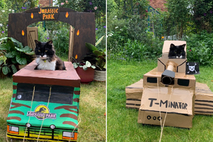 Tín đồ mua sắm chế “xế hộp” cho mèo cưng gây bão TikTok