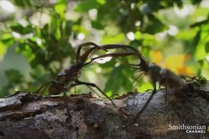 Bọ cánh cứng hất ngã tình địch từ độ cao gần 20 m