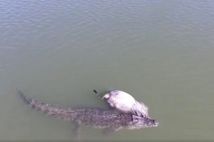 Cá sấu nước mặn Úc dễ dàng kéo một con bò xuống sông ăn thịt