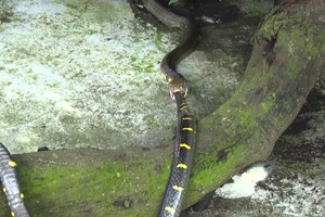 Rắn hổ mang chúa nuốt chửng kẻ đi săn mồi trong chớp mắt