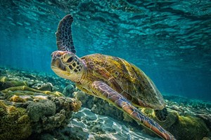 Kỳ vĩ khung cảnh hàng chục nghìn con rùa biển xanh bơi vào bờ làm tổ 