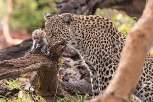 Báo hoa mai canh chừng phía sau khỉ non. Ảnh: Thomas Retterath.