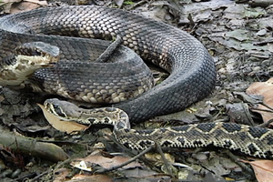 Cuộc chiến sinh tồn giữa 2 loài rắn độc nhất nước Mỹ